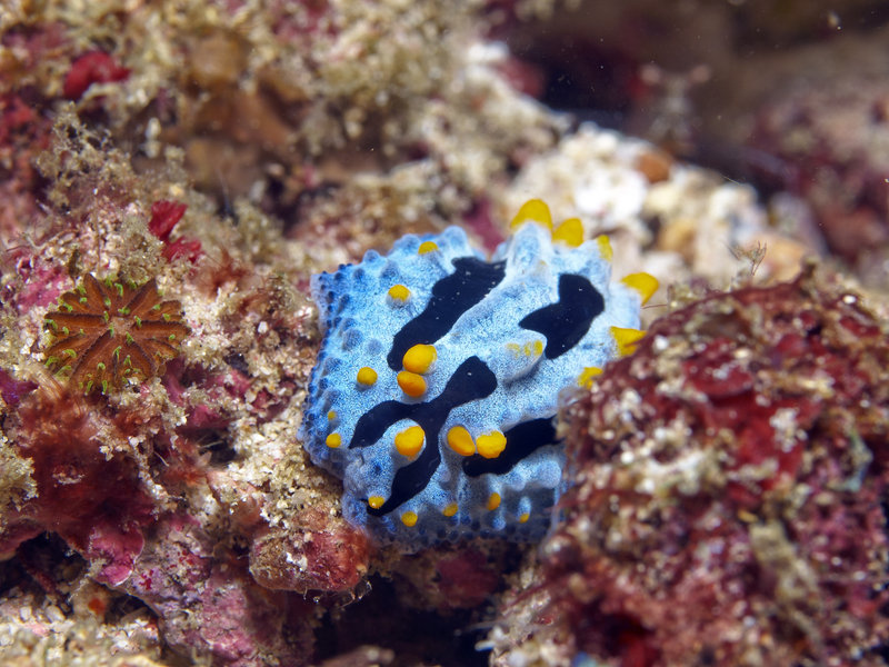 Wart slug, Wreck Point